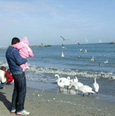 Lebedele au lăsat Delta şi s-au refugiat la Eforie